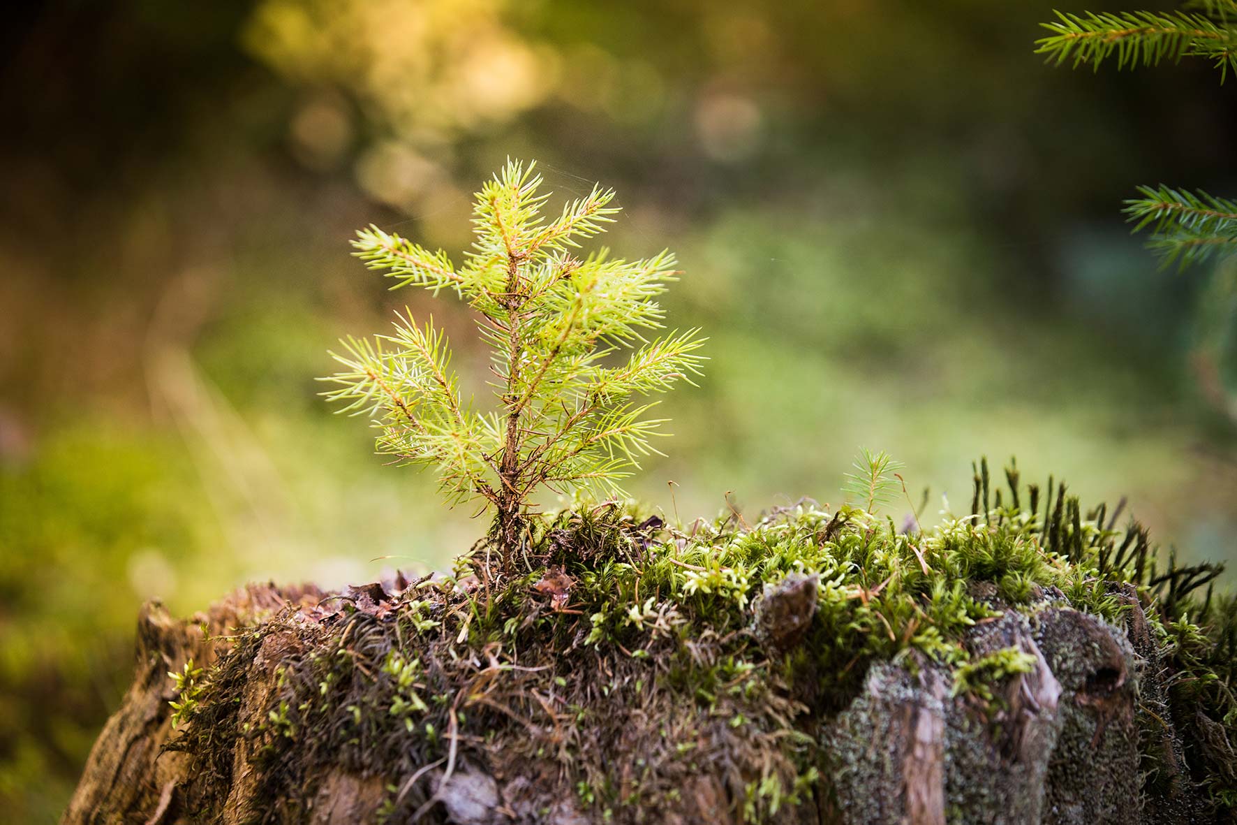 Kleiner junger Baum der aus einem Stamm wächst.
